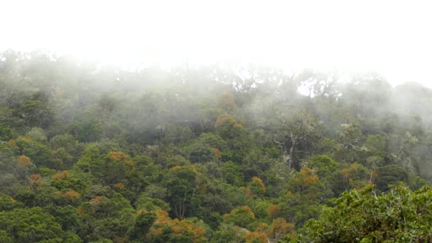緑豊かなコスタリカの山の森の上を高速で移動する低雲 — ストック動画