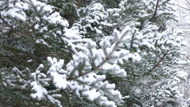 Pinheiro Acumula Neve Seu Ramo Durante Inverno Canadá — Vídeo de Stock