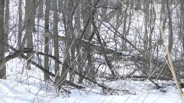 冬季草丛全景 雪松翼鸟在里面飞翔 — 图库视频影像