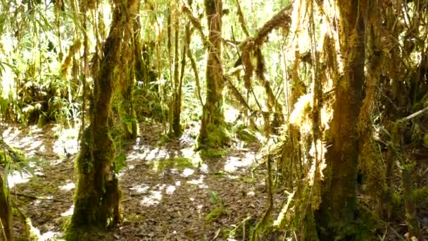 在阳光照射下的苔藓中 浓密覆盖的树缓缓倾斜 — 图库视频影像