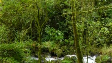 Kosta Rika 'nın yemyeşil tropikal yağmur ormanlarında akan nehrin yatay görüntüsü.