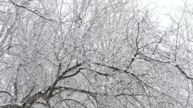 Yoğun kar yağışı dalları kaplıyor ve Kanada 'da bir kuş tünemiş.