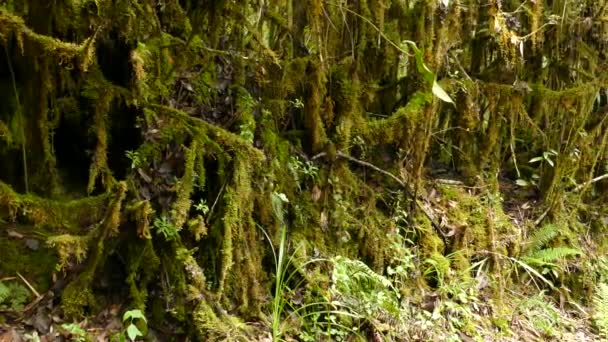 缓慢的平底锅拍摄的郁郁葱葱的小径 根部覆盖着苔藓和小雨 — 图库视频影像