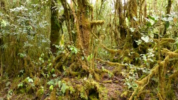 Busy Dense Cloud Forest Plants Trees Thriving Costa Rica — Stock Video