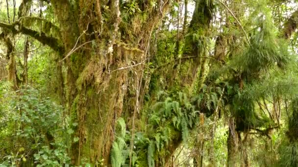 Epiphytes Lush Overgrowths Overtaking Large Tropical Mossy Tree — Stock Video