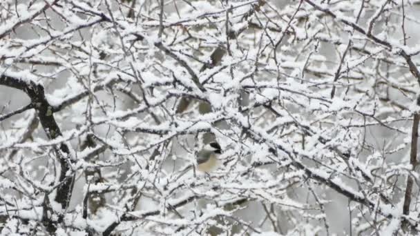 Schneefall Winter Bedeckt Einen Baum Mit Schnee Während Vogel Darin — Stockvideo