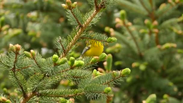 Macro gros plan de la paruline à ailes bleues sur le pin à bourgeons éclosifs 