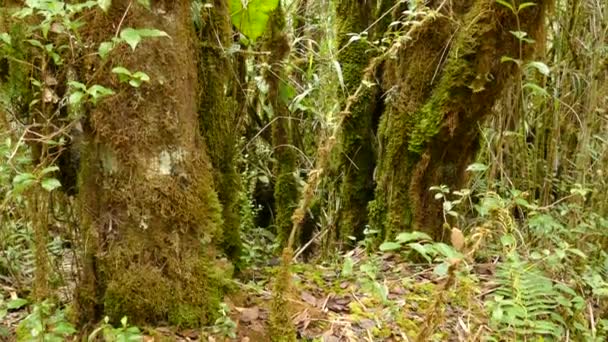 コスタリカの高密度の苔や葉に覆われた美しい木 — ストック動画