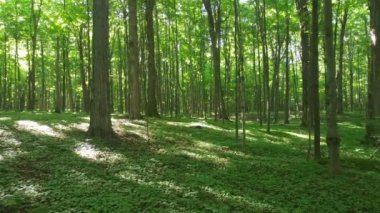 Yazın Kuzey Amerika 'da yaprak döken bir ormanın doğal manzarası.