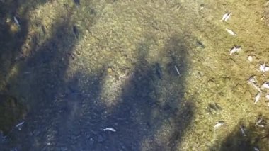 Yavru somonlarla nehrin üzerinde dikey çekim yaparken İHA iniyor.