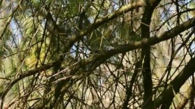 Kestane çalı bülbülü Kanada çam ağacında yiyecek aramak için ilerliyor