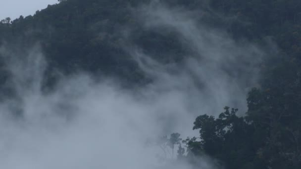 Cepat Bergerak Tilapse Awan Bergerak Melalui Hutan Awan Kosta Rika — Stok Video