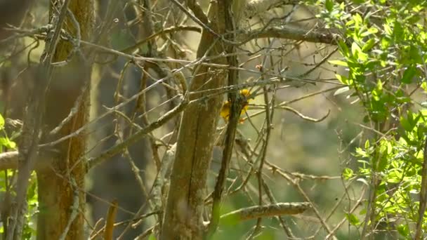 Opvallend Helder Geel Warbler Het Voorjaar Hop Een Boom Zon — Stockvideo