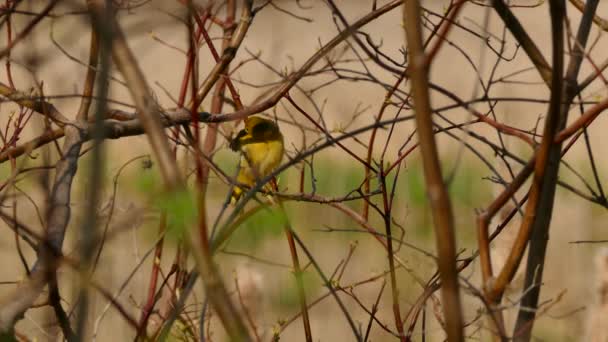 莺鸟在野灌木的鲜红分枝中啼叫着飞走了 — 图库视频影像