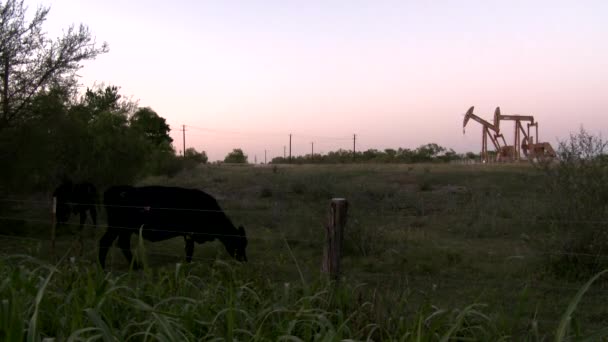 Oliepompen Uitrusting Van Olie Industrie Koe — Stockvideo