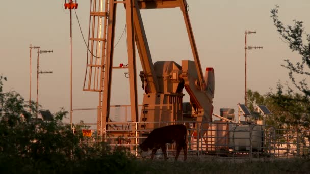 Bomba Aceite Equipos Industria Petrolera — Vídeos de Stock