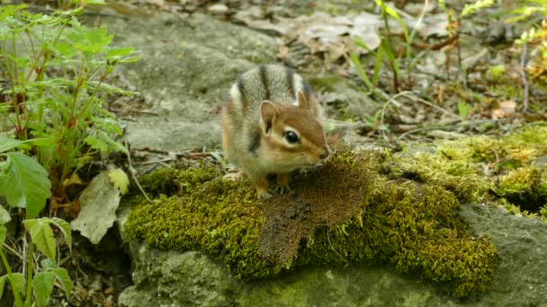 Cute Squirrel Making What Believes Threatening Sound Moss — ストック動画