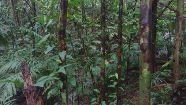 Slow Steadicam Shot Dense Jungle Water Cascading Trees — ストック動画