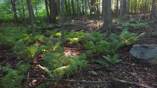 Nature Scene Ferns Growing Moderate Sun Light Canada — ストック動画