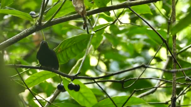 Blue Crowned Manakin Feeding Flying Back Forth Fruit Branch — ストック動画