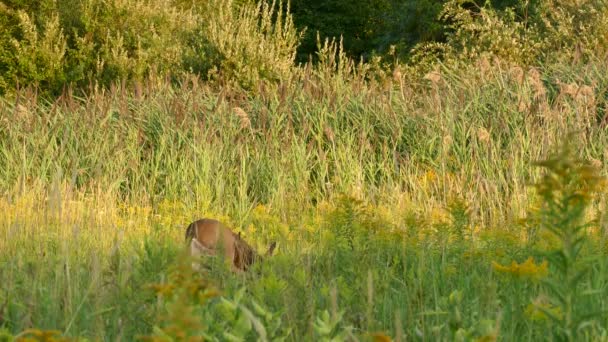 Deer Wild Field Stretching Peeking Slowly Walking Away — ストック動画