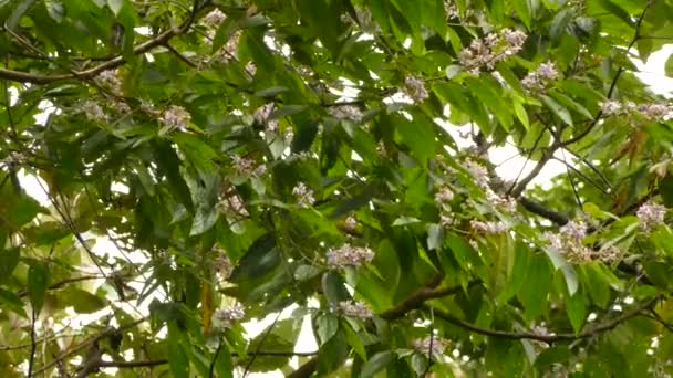 Uccellino Instancabile Che Nutre Fiori Albero Con Piccoli Petali — Video Stock