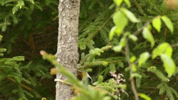 Secuencia Seguimiento Magnolia Warbler Que Aparece Solo Esporádicamente Árbol — Vídeos de Stock