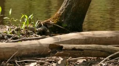 Baltimore Oriole, güneş ışığında canlı bir nehrin kıyısından kalkıyor.