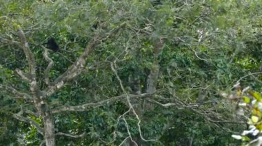 Maymun bir dalda sallanırken diğerleri ona bakıyor.