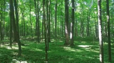 Ormanda bir dakikalık yaylı telli kamera sekansı.