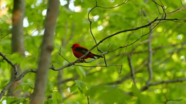 Yazın başında vahşi bir Carolina ormanı güzel bir erkek kırmızı tangaya ev sahipliği yapar.