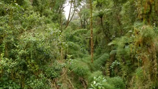 Δραματική Κοιλάδα Σχηματισμού Στην Κόστα Ρίκα Μεγάλη Ποικιλία Δέντρων — Αρχείο Βίντεο