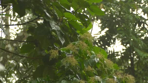 Small Pretty Grey Bird Feeding Tiny Fruity Branch Green Tree — Stock Video