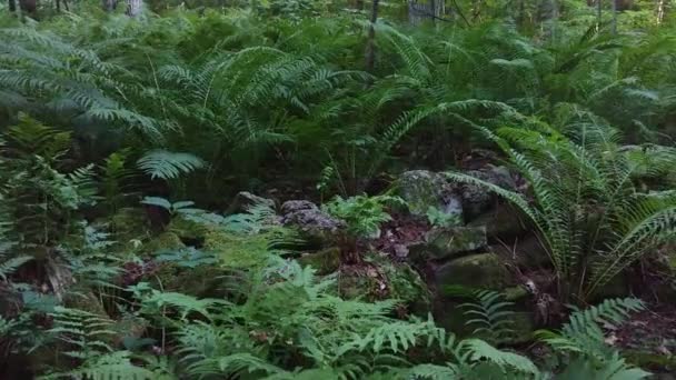Formation rocheuse entourée d'une végétation dense avec fougères et arbres 