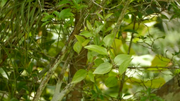 Γρήγορη Κίνηση Yellow Olive Flycatcher Κρύβεται Πίσω Από Φύλλα Πριν — Αρχείο Βίντεο