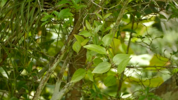 Moucherolle Jaune Olive Déplaçant Rapidement Caché Derrière Les Feuilles Avant — Video