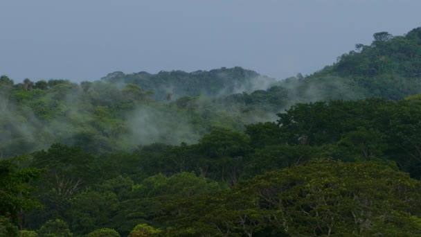 Formación Nubes Girando Moviéndose Dentro Del Bosque Nuboso Costa Rica — Vídeos de Stock