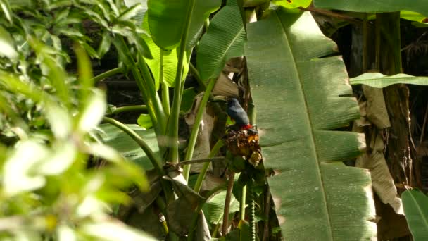 Collared Aracari Tropical Bird Eating Shadow Created Palmtree Leaf — Stock Video