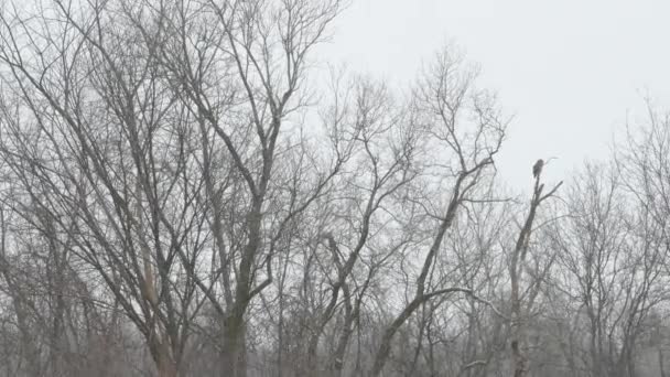 Panning Schot Van Winter Bos Lijn Met Uil Neergestreken Top — Stockvideo