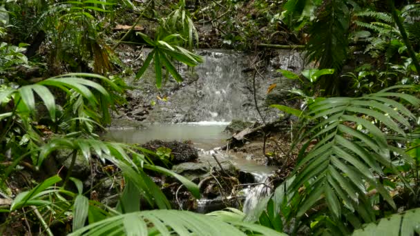 우림에서 바위에 떨어지는 폭포의 — 비디오