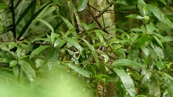 Doppelschuss Von Ameisenvogel Der Durch Knackiges Dichtes Laub Panama Hüpft — Stockvideo