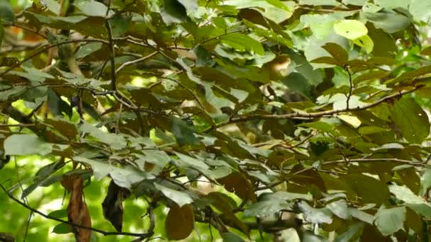 Kleiner Vogel Tropischen Baumhüpfen Schnell Aus Und Rahmen Zurück — Stockvideo