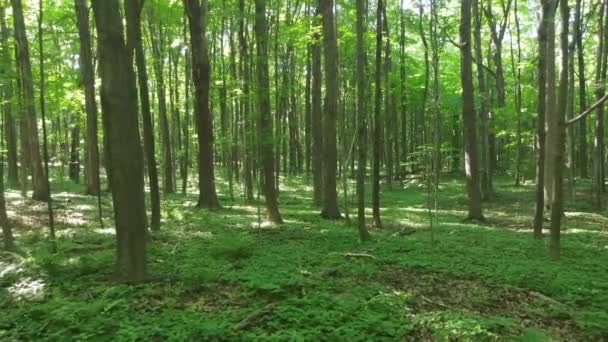 Går Fram Genom Vacker Tät Grön Kanadensisk Skog — Stockvideo