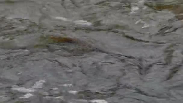 Zoom Out Tiro Peixes Dorsal Para Ampla Vista Rio Durante — Vídeo de Stock