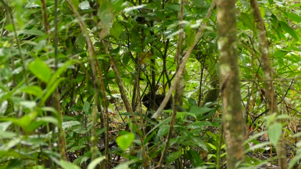 Pájaro Exótico Raro Centroamérica Con Cabeza Roja Vocalizando Los Arbustos — Vídeo de stock