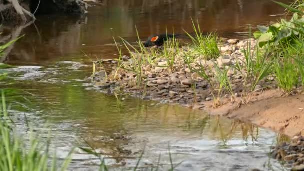 Red Winged Blackbird Aterizează Sperie Perechea Goldfinch Malul Râului — Videoclip de stoc