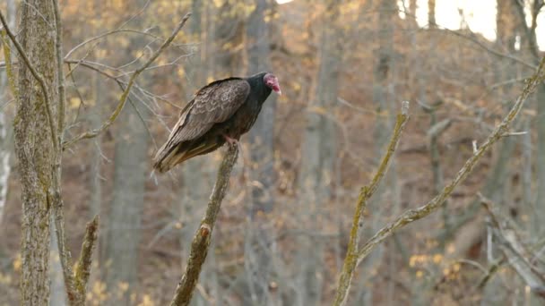 Turkey Vulture Taking Flying While Camera Follows Big Black Bird — Stock Video