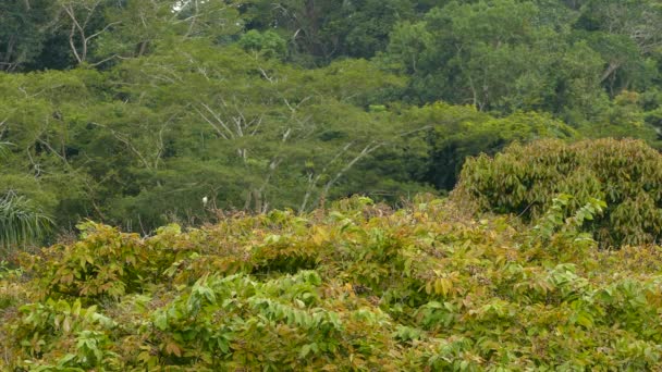 Moucherolle à queue de fourche exotique décollant et s'envolant dans le cadre 