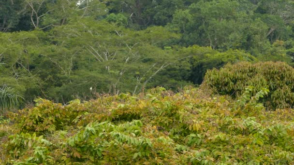 Exótico Pássaro Garfo Cauda Flycatcher Decolando Voando Para Longe Dentro — Vídeo de Stock