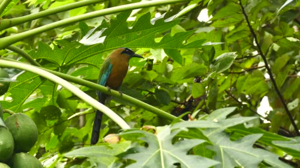 Motmot Blue Capped Empoleirado Árvore Exótica Com Grandes Frutos Selva — Vídeo de Stock